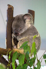 Cute Koala resting at the zoo, Brisbane, Australia, Travel