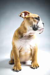 Cute Bulldog Puppy Posing for the Camera