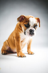 Obraz premium Cute Bulldog Puppy Posing for the Camera