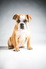 Obraz premium Cute Bulldog Puppy Posing for the Camera