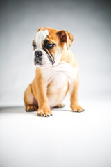 Cute Bulldog Puppy Posing for the Camera