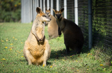 Naklejka premium Two beautiful wallabies at the zoo, Brisbane, Australia, Travel