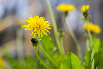 Obraz premium Yellow dandelions in park