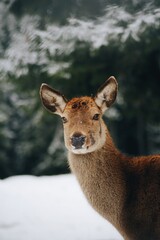 deer in the forest