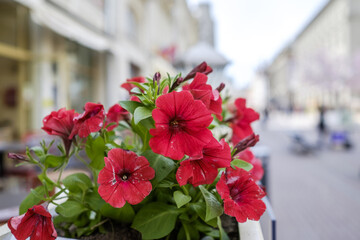 Red flowers on street