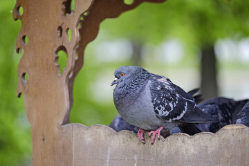 Obraz premium Pigeon on feeder in park