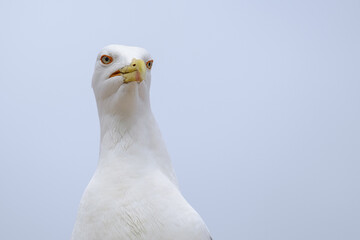 Portrait of a seagull 1