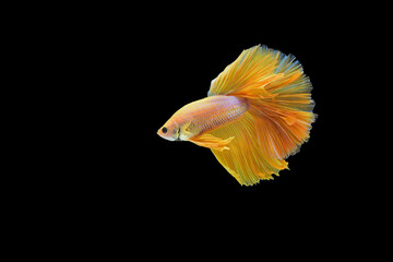 fighting fish