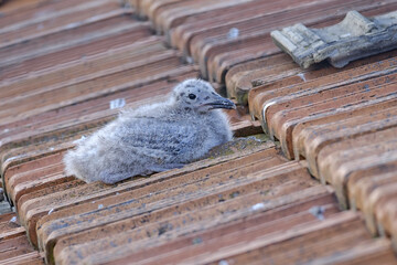 Gull chick 1