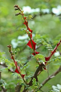 Stacheldrahtrose (Rosa omeiensis pteracantha)