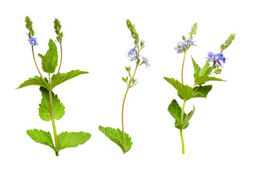 Set of Veronica chamaedrys flowers, buds and leaves