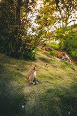 Baby Macaque on the side of a hill