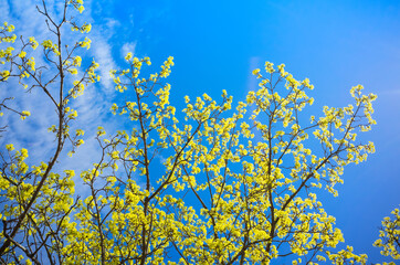 Blossoming linden branches with yellow flowers