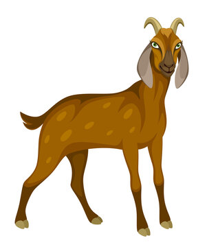 Funny brown goat on a white background