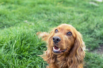 Obraz premium Cocker Spaniel on the green grass