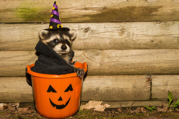 Halloween Raccoon  © ondreicka