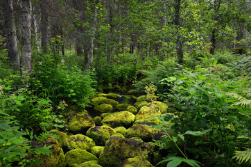 Bright green moss grows on stones in a dense forest.