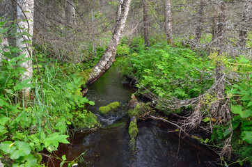 Stream in a dense forest with bright green leafs around.