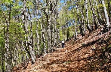 Lichter Wald