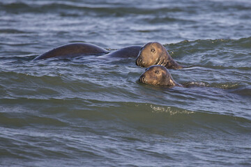 Fototapeta premium Common seal
