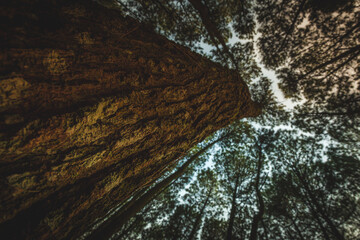 Indonesian pine forest at dawn