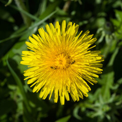 Yellow flower Common dandelion, Taraxacum officinale, close-up, soft edges, selective focus, shallow DOF