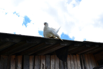 White thoroughbred pigeon sits on the roof