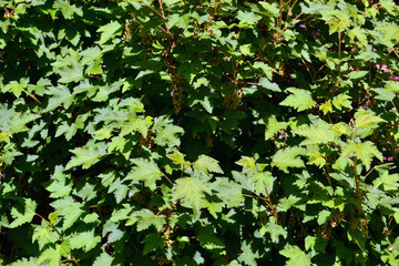 A bush of a currant with ripening berries