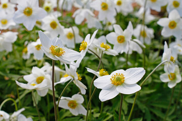 Fototapeta premium Beautiful white anemones flowers in garden in springtime