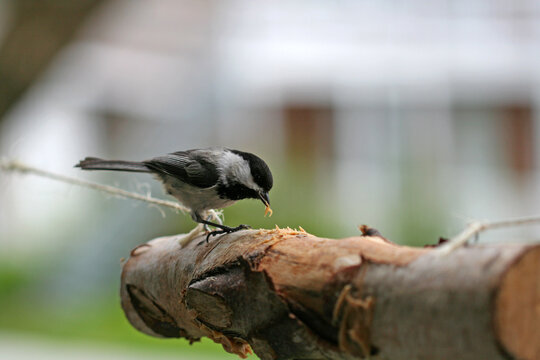 m&eacute;sange &agrave; t&ecirc;te noire