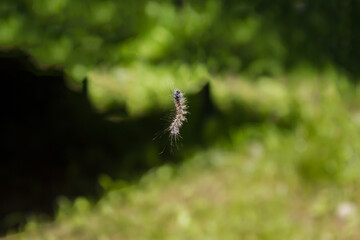 flying caterpillar, caterpillar in the air, living nature, fauna, crawler, grub