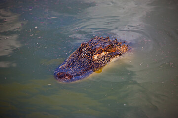  Nile crocodile. Head of a young African crocodile in the water.