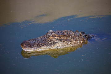 Head of a young African crocodile in the water.