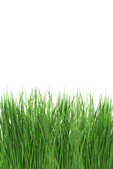 Obraz premium Fresh green grass