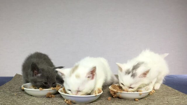 4K HD Video of two white and one gray kittens eating from white food bowls, very messy, paws in the bowls pushing food out onto the table faces covered in food. Light grey background.