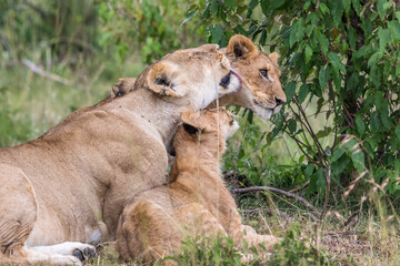 Lioness licking one of her cubs