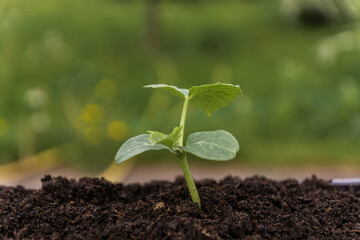 Green  Young  Growing sprout  in a garden.