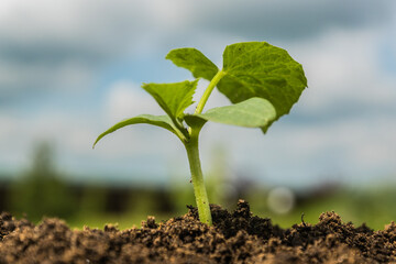 Green  Young  Growing sprout under blue sky.