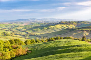 Naklejka premium Rural rolling landscape view with fields and groves of trees in a valley in Tuscany
