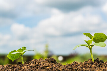 Green  Young  Growing sprout under blue sky.