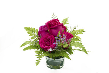  rose on a white colored background