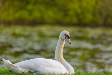 Swan