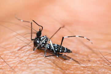mosquito dead on human skin.
