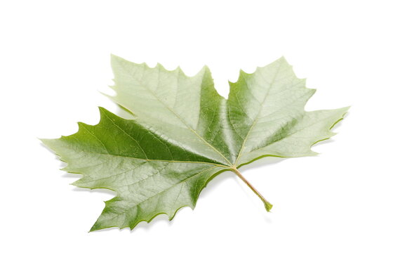 Plane tree, sycamore leaves and flowers isolated on white