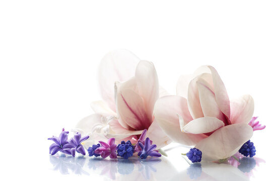 Fototapeta Set of spring flowers with magnolia