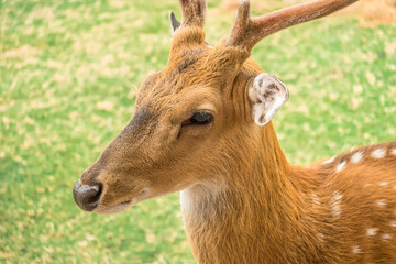 Male spotted deer or axis deer