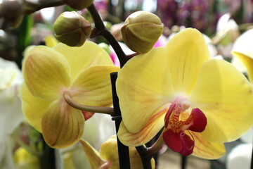 orchid&eacute;e jaune