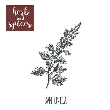 Santonica Sagebrush, Absinthe, Tarragon Vector. Sketch Santonica Hand Drawing Illustration