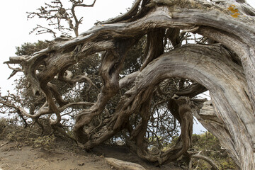 Árbol de la Sabina, El Hiero, Canarias 