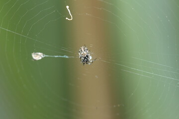 araña